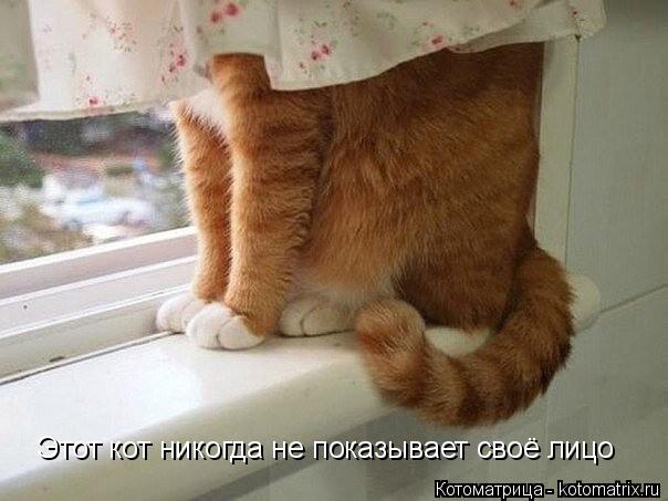 Этот кот никогда не показывает своё лицо... Котоматрица: Этот кот никогда не показывает своё лицо