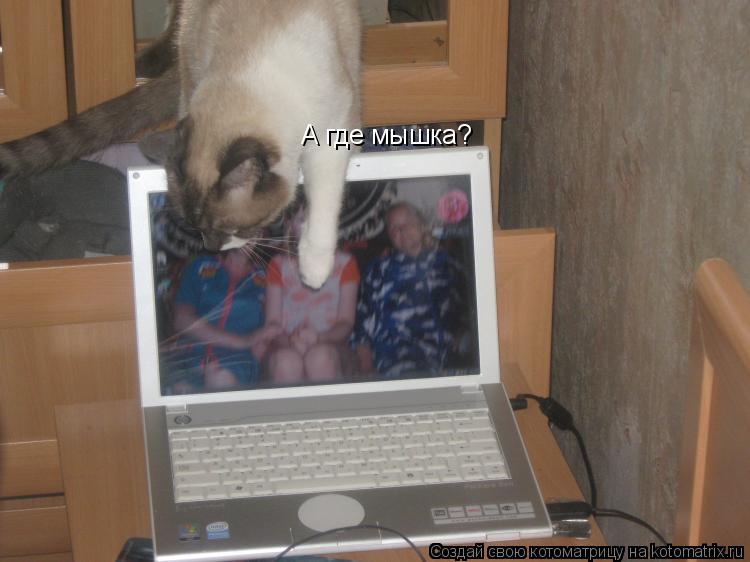 А где мышка?... Котоматрица: А где мышка?
