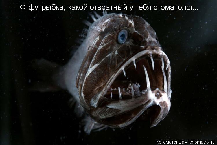 Котоматрица: Ф-фу, рыбка, какой отвратный у тебя стоматолог...