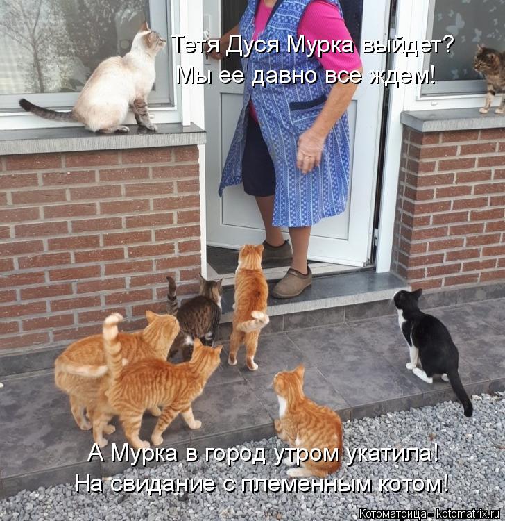 Тетя Дуся Мурка выйдет? Мы ее давно все ждем! А Мурка в город утром укатила! На свидание с племенным ... Котоматрица: Тетя Дуся Мурка выйдет? Мы ее давно все ждем! А Мурка в город утром укатила! На свидание с племенным котом!