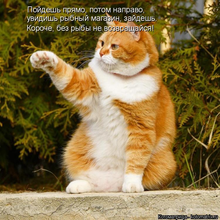 Пойдешь прямо, потом направо, Пой увидишь рыбный магазин, зайдешь. Короче, без рыбы не возвращайся!... Котоматрица: Пойдешь прямо, потом направо, Пой увидишь рыбный магазин, зайдешь. Короче, без рыбы не возвращайся!
