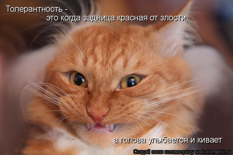 Толерантность - это когда задница красная от злости, а голова улыбается и кивает... Котоматрица: Толерантность - это когда задница красная от злости, а голова улыбается и кивает