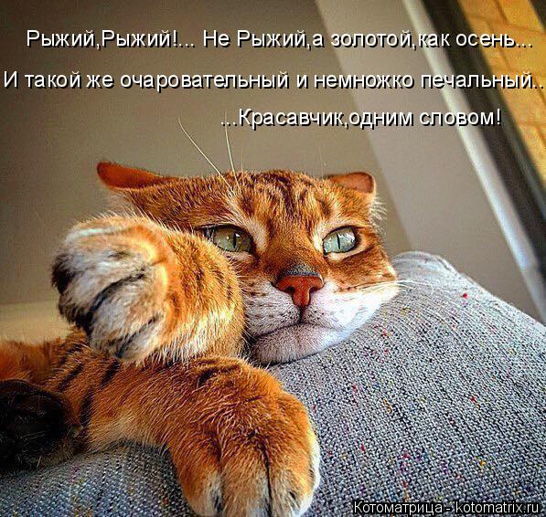 Котоматрица: Рыжий,Рыжий!... Не Рыжий,а золотой,как осень... И такой же очаровательный и немножко печальный... ...Красавчик,одним словом!