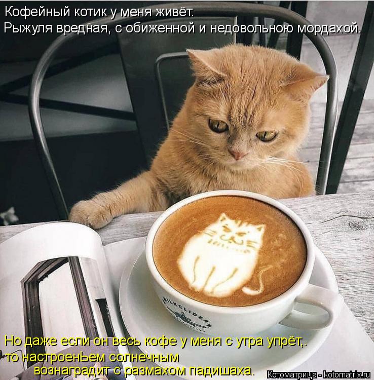 Кофейный котик у меня живёт. Рыжуля вредная, с обиженной и недовольною мордахой. Но даже если он весь... Котоматрица: Кофейный котик у меня живёт. Рыжуля вредная, с обиженной и недовольною мордахой. Но даже если он весь кофе у меня с утра упрёт,. вознаградит с