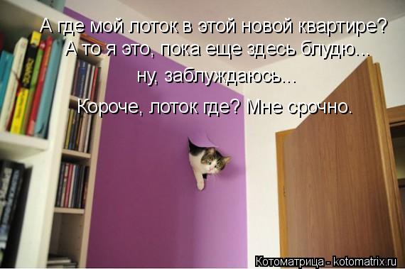 А где мой лоток в этой новой квартире? А то я это, пока еще здесь блудю... ну, заблуждаюсь... Короче,... Котоматрица: А где мой лоток в этой новой квартире? А то я это, пока еще здесь блудю... ну, заблуждаюсь... Короче, лоток где? Мне срочно.
