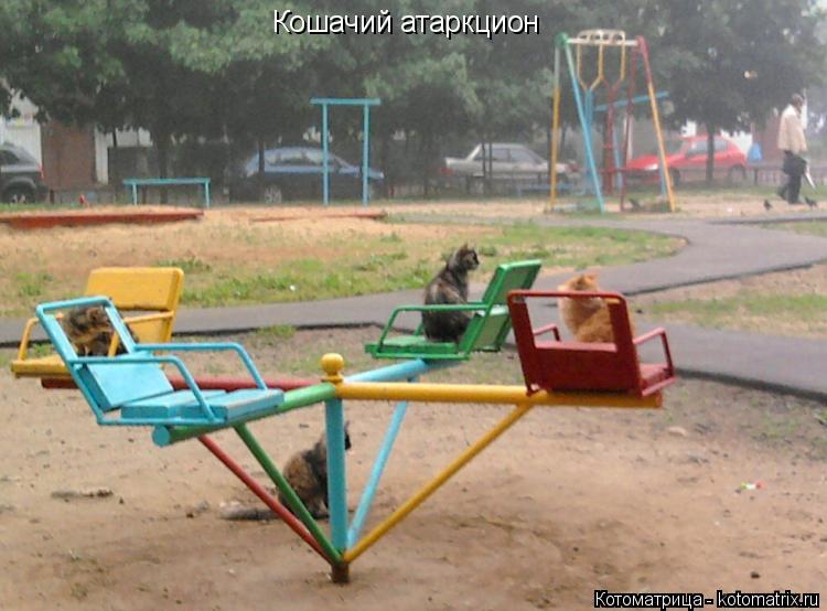 Котоматрица: Кошачий атаркцион