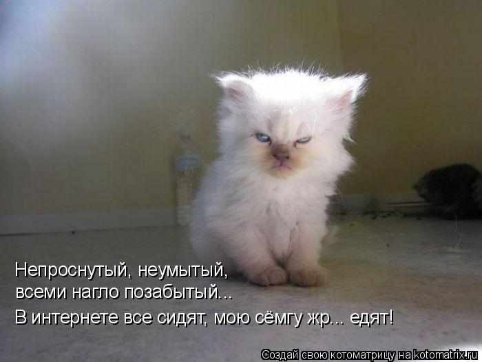 Непроснутый, неумытый, всеми нагло позабытый... В интернете все сидят, мою сёмгу жр... едят!... Котоматрица: Непроснутый, неумытый, всеми нагло позабытый... В интернете все сидят, мою сёмгу жр... едят!