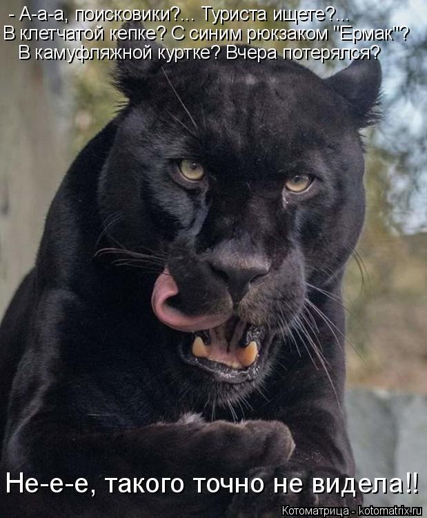 Котоматрица: - А-а-а, поисковики?... Туриста ищете?... В клетчатой кепке? С синим рюкзаком "Ермак"? В камуфляжной куртке? Вчера потерялся? Не-е-е, такого точно н