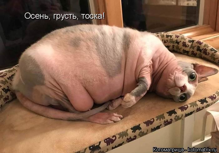 Осень, грусть, тоска!... Котоматрица: Осень, грусть, тоска!