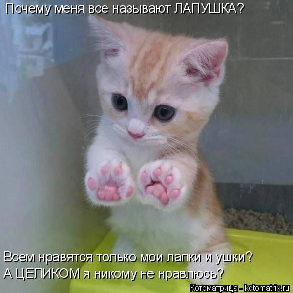 Почему меня все называют ЛАПУШКА? А ЦЕЛИКОМ я никому не нравлюсь? Всем нравятся только мои лапки и уш... Котоматрица: Почему меня все называют ЛАПУШКА? А ЦЕЛИКОМ я никому не нравлюсь? Всем нравятся только мои лапки и ушки?