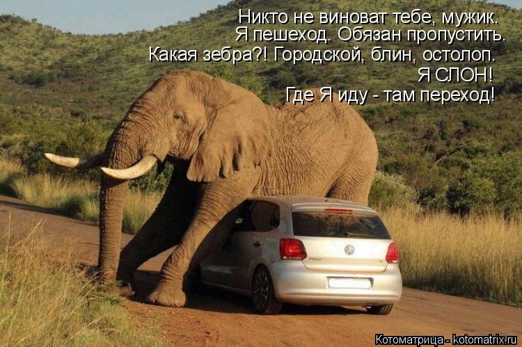 Никто не виноват тебе, мужик. Я пешеход. Обязан пропустить. Какая зебра?! Городской, блин, остолоп. Я... Котоматрица: Никто не виноват тебе, мужик. Я пешеход. Обязан пропустить. Какая зебра?! Городской, блин, остолоп. Я СЛОН! Где Я иду - там переход!