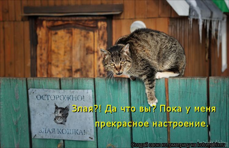 Злая?! Да что вы? Пока у меня прекрасное настроение.... Котоматрица: Злая?! Да что вы? Пока у меня прекрасное настроение.