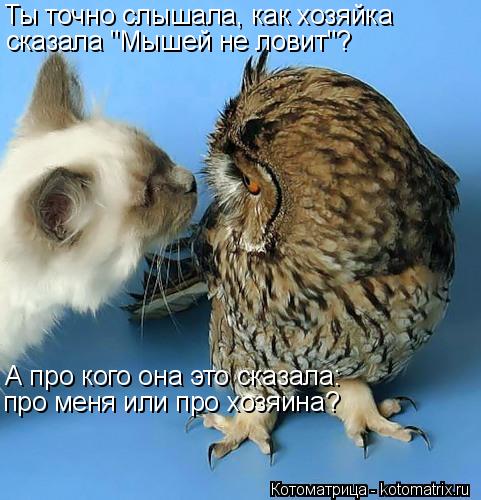 Ты точно слышала, как хозяйка сказала "Мышей не ловит"? А про кого она это сказала: про меня или про... Котоматрица: Ты точно слышала, как хозяйка сказала "Мышей не ловит"? А про кого она это сказала: про меня или про хозяина?