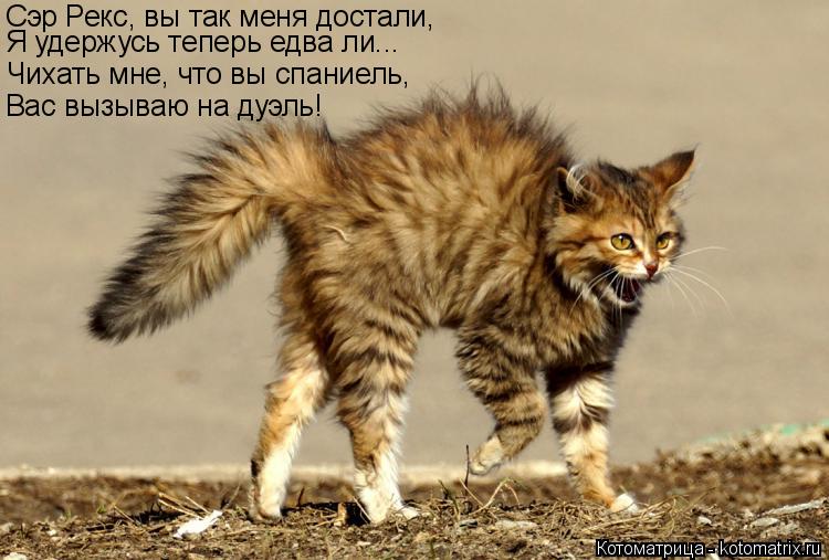 Сэр Рекс, вы так меня достали, Я удержусь теперь едва ли... Чихать мне, что вы спаниель, Вас вызываю... Котоматрица: Сэр Рекс, вы так меня достали, Я удержусь теперь едва ли... Чихать мне, что вы спаниель, Вас вызываю на дуэль!