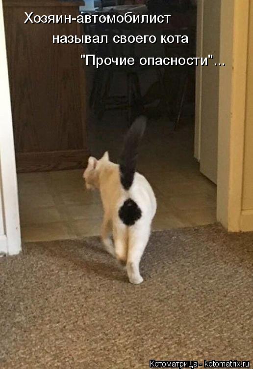 Хозяин-автомобилист называл своего кота "Прочие опасности"...... Котоматрица: Хозяин-автомобилист называл своего кота "Прочие опасности"...