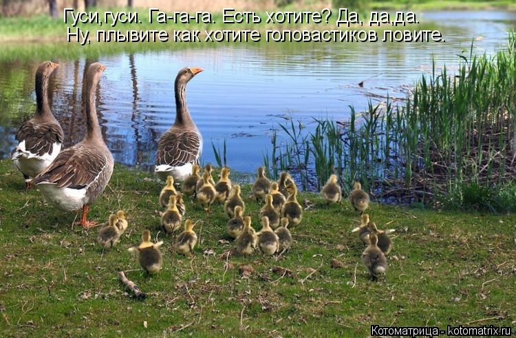 Гуси,гуси. Га-га-га. Есть хотите? Да, да,да. Ну, плывите как хотите головастиков ловите.... Котоматрица: Гуси,гуси. Га-га-га. Есть хотите? Да, да,да. Ну, плывите как хотите головастиков ловите.
