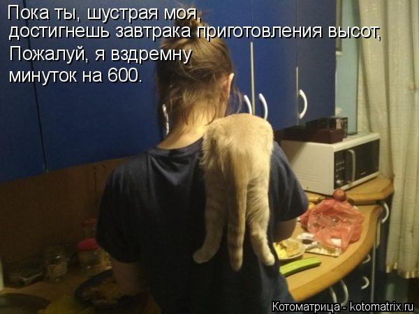 Пока ты, шустрая моя, достигнешь завтрака приготовления высот, Пожалуй, я вздремну минуток на 600.... Котоматрица: Пока ты, шустрая моя, достигнешь завтрака приготовления высот, Пожалуй, я вздремну минуток на 600.