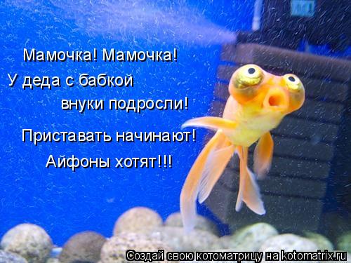 Мамочка! Мамочка! У деда с бабкой внуки подросли! Приставать начинают! Айфоны хотят!!!... Котоматрица: Мамочка! Мамочка! У деда с бабкой внуки подросли! Приставать начинают! Айфоны хотят!!!