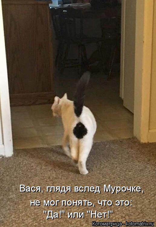 Вася, глядя вслед Мурочке, не мог понять, что это: "Да!" или "Нет!"... Котоматрица: Вася, глядя вслед Мурочке, не мог понять, что это: "Да!" или "Нет!"