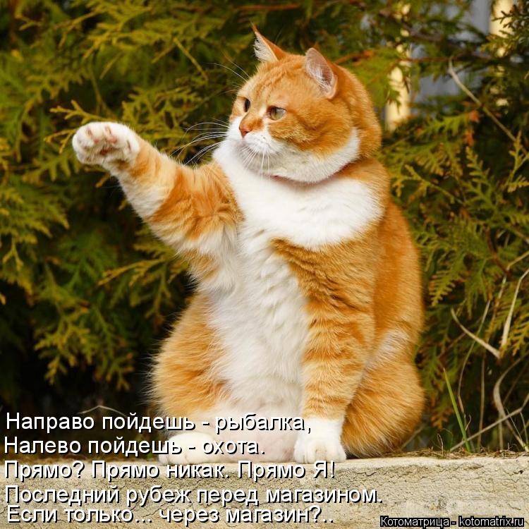 Направо пойдешь - рыбалка, Налево пойдешь - охота. Прямо? Прямо никак. Прямо Я! Последний рубеж перед... Котоматрица: Направо пойдешь - рыбалка, Налево пойдешь - охота. Прямо? Прямо никак. Прямо Я! Последний рубеж перед магазином. Если только... через магазин?..