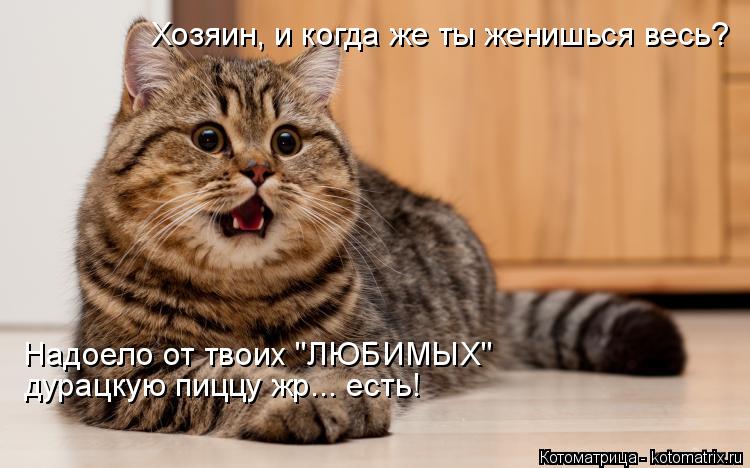 Хозяин, и когда же ты женишься весь? Надоело от твоих "ЛЮБИМЫХ" дурацкую пиццу жр... есть!... Котоматрица: Хозяин, и когда же ты женишься весь? Надоело от твоих "ЛЮБИМЫХ" дурацкую пиццу жр... есть!
