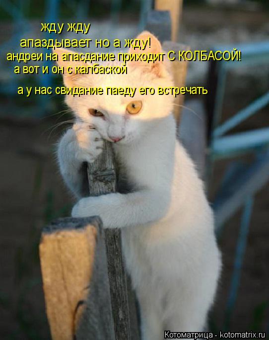 Котоматрица: жду жду  апаздывает но а жду! андреи на апасдание приходит С КОЛБАСОЙ! а вот и он с калбаской   а у нас свидание паеду его встречать