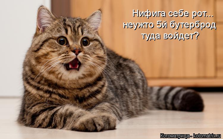 Нифига себе рот... неужто 5й бутерброд туда войдет?... Котоматрица: Нифига себе рот... неужто 5й бутерброд туда войдет?