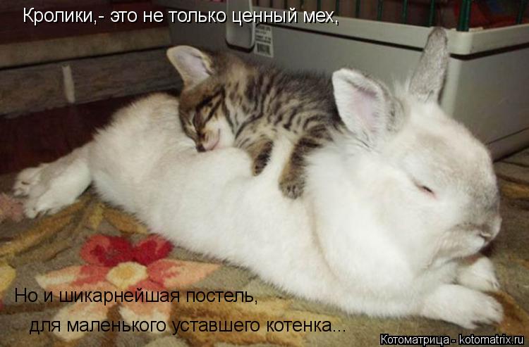 Котоматрица: Кролики,- это не только ценный мех, Но и шикарнейшая постель, для маленького уставшего котенка...