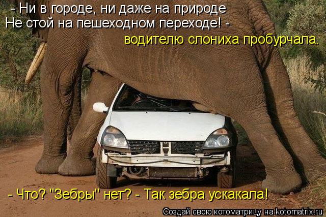 - Ни в городе, ни даже на природе Не стой на пешеходном переходе! - водителю слониха пробурчала. - Чт... Котоматрица: - Ни в городе, ни даже на природе Не стой на пешеходном переходе! - водителю слониха пробурчала. - Что? "Зебры" нет? - Так зебра ускакала!