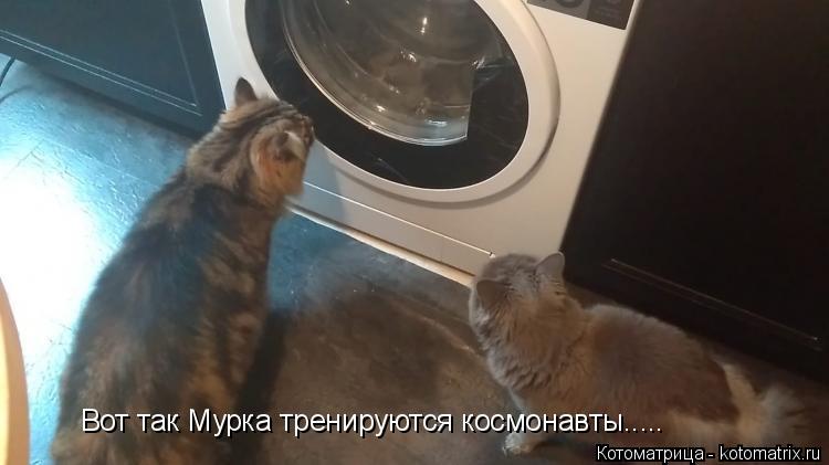 Котоматрица: Вот так Мурка тренируются космонавты.....