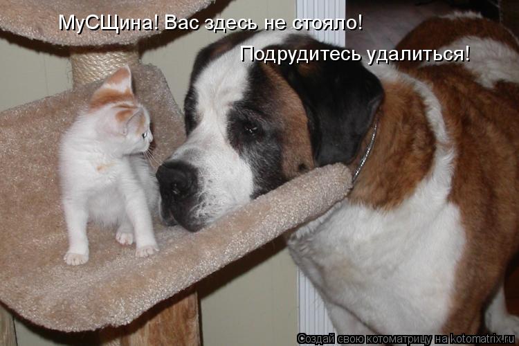 МуСЩина! Вас здесь не стояло! Подрудитесь удалиться!... Котоматрица: МуСЩина! Вас здесь не стояло! Подрудитесь удалиться!