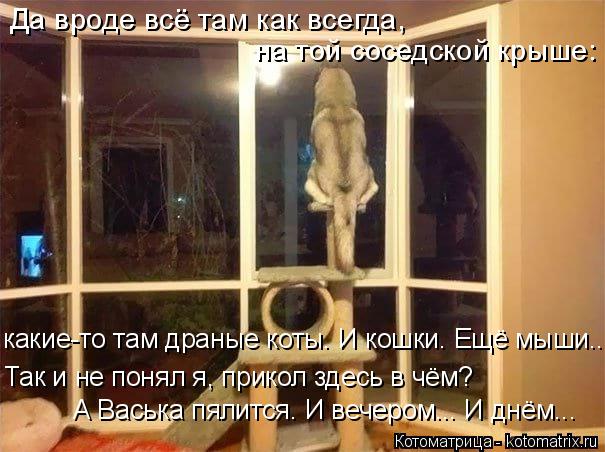 Да вроде всё там как всегда, на той соседской крыше: Так и не понял я, прикол здесь в чём? какие-то т... Котоматрица: Да вроде всё там как всегда, на той соседской крыше: Так и не понял я, прикол здесь в чём? какие-то там драные коты. И кошки. Ещё мыши... А Васька