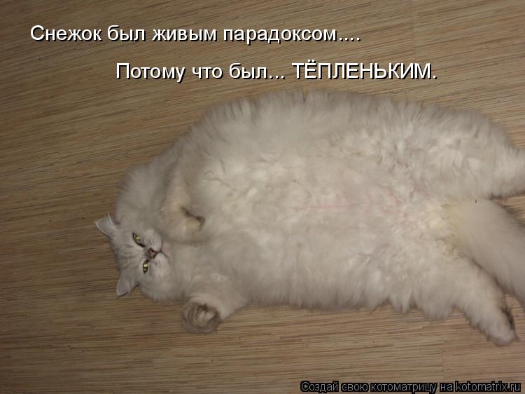 Снежок был живым парадоксом.... Потому что был... ТЁПЛЕНЬКИМ.... Котоматрица: Снежок был живым парадоксом.... Потому что был... ТЁПЛЕНЬКИМ.
