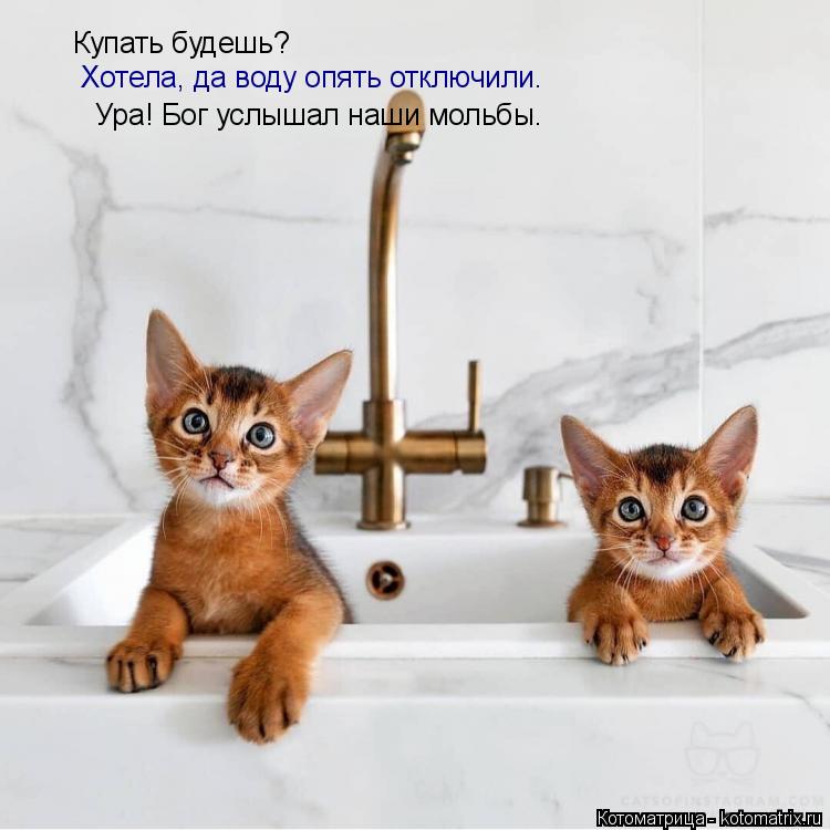 Купать будешь? Хотела, да воду опять отключили. Ура! Бог услышал наши мольбы.... Котоматрица: Купать будешь? Хотела, да воду опять отключили. Ура! Бог услышал наши мольбы.
