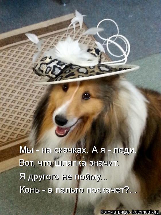 Мы - на скачках. А я - леди. Вот, что шляпка значит. Я другого не пойму... Конь - в пальто поскачет?.... Котоматрица: Мы - на скачках. А я - леди. Вот, что шляпка значит. Я другого не пойму... Конь - в пальто поскачет?...