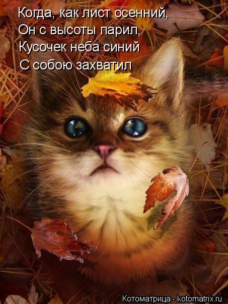 Он с высоты парил, Кусочек неба синий С собою захватил Когда, как лист осенний,... Котоматрица: Он с высоты парил, Кусочек неба синий С собою захватил Когда, как лист осенний,