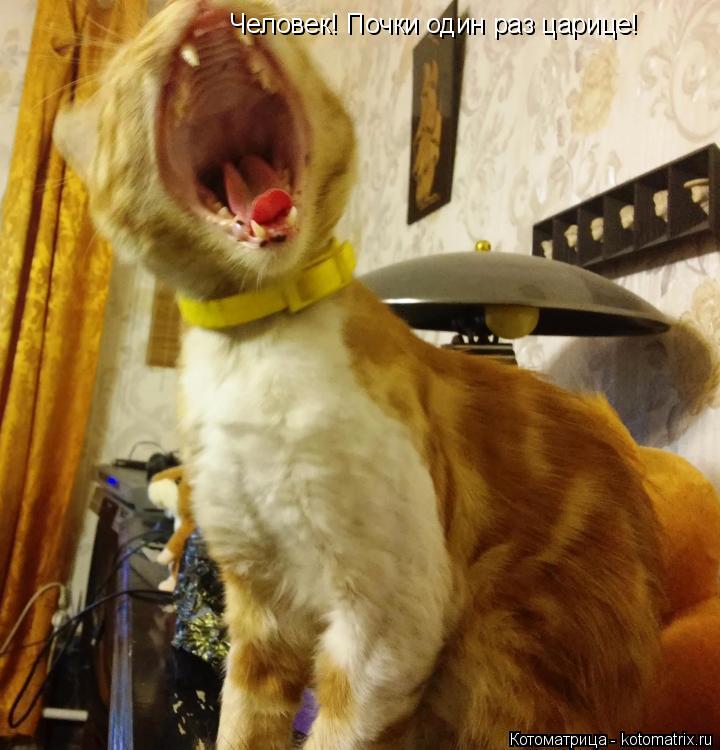 Человек! Почки один раз царице!... Котоматрица: Человек! Почки один раз царице!