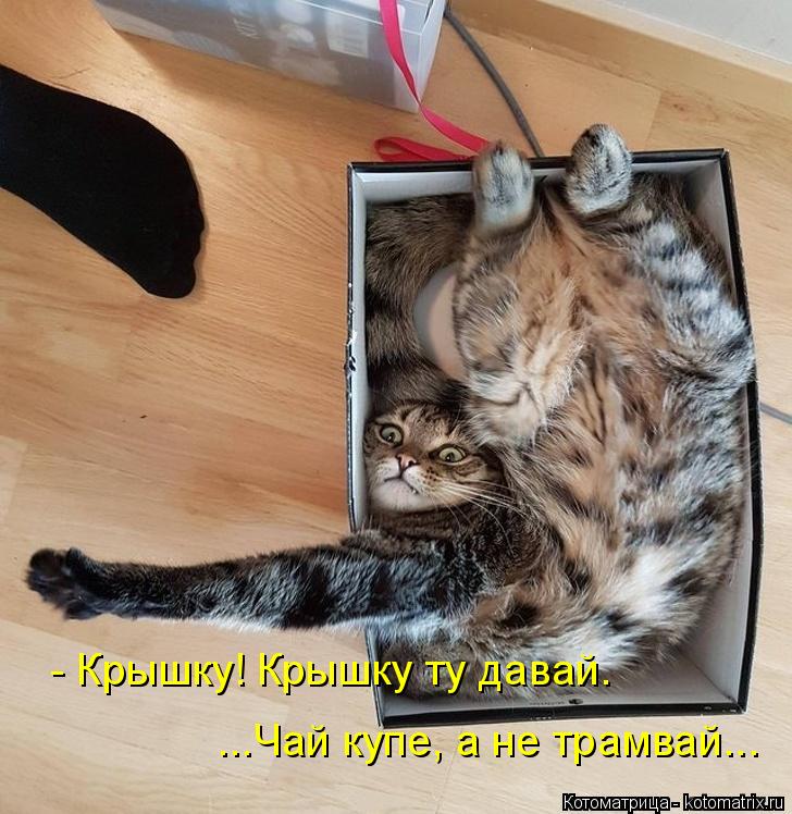 ...Чай купе, а не трамвай... - Крышку! Крышку ту давай.... Котоматрица: ...Чай купе, а не трамвай... - Крышку! Крышку ту давай.