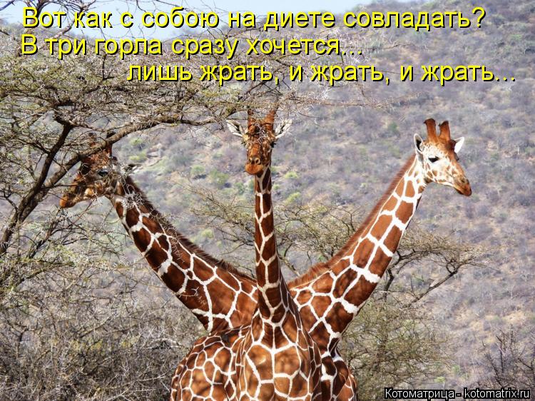 Вот как с собою на диете совладать? В три горла сразу хочется... лишь жрать, и жрать, и жрать...... Котоматрица: Вот как с собою на диете совладать? В три горла сразу хочется... лишь жрать, и жрать, и жрать...