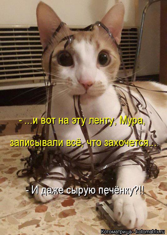 записывали всё, что захочется... - ...и вот на эту ленту, Мура, - И даже сырую печёнку?!!... Котоматрица: записывали всё, что захочется... - ...и вот на эту ленту, Мура, - И даже сырую печёнку?!!