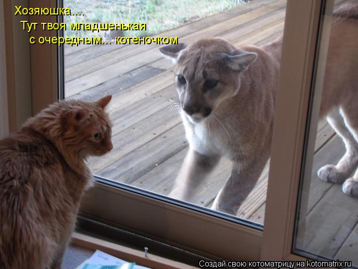 Хозяюшка.... с очередным... котеночком Тут твоя младшенькая... Котоматрица: Хозяюшка.... с очередным... котеночком Тут твоя младшенькая