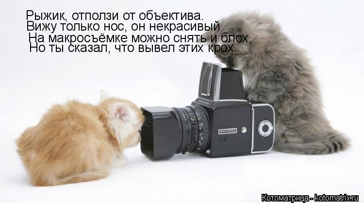 Рыжик, отползи от объектива. Вижу только нос, он некрасивый На макросъёмке можно снять и блох, Но ты ... Котоматрица: Рыжик, отползи от объектива. Вижу только нос, он некрасивый На макросъёмке можно снять и блох, Но ты сказал, что вывел этих крох.
