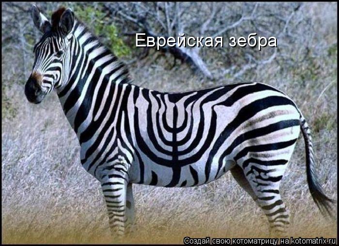 Еврейская зебра... Котоматрица: Еврейская зебра