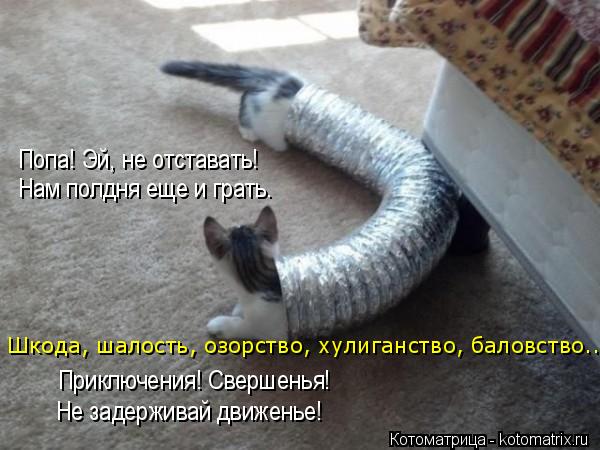 Попа! Эй, не отставать! Нам полдня еще и грать. Приключения! Свершенья! Не задерживай движенье! Шкода... Котоматрица: Попа! Эй, не отставать! Нам полдня еще и грать. Приключения! Свершенья! Не задерживай движенье! Шкода, шалость, озорство, хулиганство, баловст