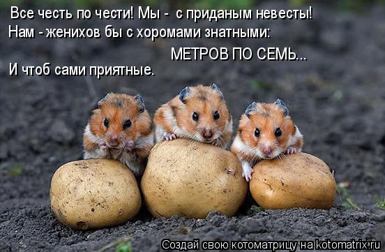 Все честь по чести! Мы - с приданым невесты! Нам - женихов бы с хоромами знатными: И чтоб сами прият... Котоматрица: Все честь по чести! Мы - с приданым невесты! Нам - женихов бы с хоромами знатными: И чтоб сами приятные. МЕТРОВ ПО СЕМЬ...