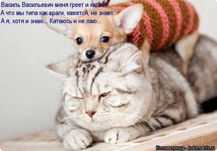Василь Васильевич меня греет и катает. А что мы типа как враги, кажется, не знает. А я, хотя и знаю..... Котоматрица: Василь Васильевич меня греет и катает. А что мы типа как враги, кажется, не знает. А я, хотя и знаю... Катаюсь и не лаю...