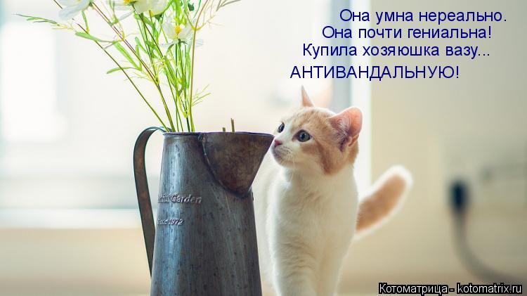 Она умна нереально. Она почти гениальна! Купила хозяюшка вазу... АНТИВАНДАЛЬНУЮ!... Котоматрица: Она умна нереально. Она почти гениальна! Купила хозяюшка вазу... АНТИВАНДАЛЬНУЮ!