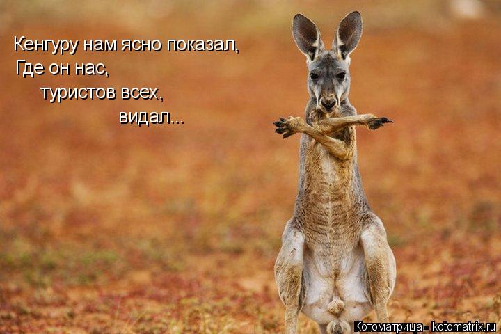 Кенгуру нам ясно показал, Где он нас, туристов всех, видал...... Котоматрица: Кенгуру нам ясно показал, Где он нас, туристов всех, видал...