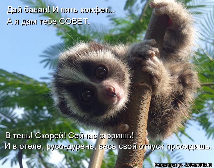 Дай банан! И пять конфет... А я дам тебе СОВЕТ. В тень! Скорей! Сейчас сгоришь! И в отеле, русо-дурен... Котоматрица: Дай банан! И пять конфет... А я дам тебе СОВЕТ. В тень! Скорей! Сейчас сгоришь! И в отеле, русо-дурень, весь свой отпуск просидишь.