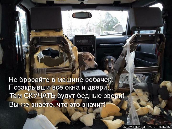 Позакрывши все окна и двери... Не бросайте в машине собачек! Там СКУЧАТЬ будут бедные звери! Вы же зн... Котоматрица: Позакрывши все окна и двери... Не бросайте в машине собачек! Там СКУЧАТЬ будут бедные звери! Вы же знаете, что это значит!